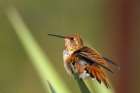 USA, New Mexico. Rufous hummingbird perched on yucca leaf. Art Print
